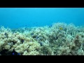 宮古島シュノーケルIN池間島 お花畑