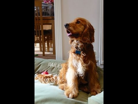 how to stop your dog from barking at the door