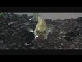 Feeding my baby Bass Feeding my baby Bass
