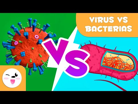 Virus vs. bacterias - ¿Cuáles son sus diferencias?