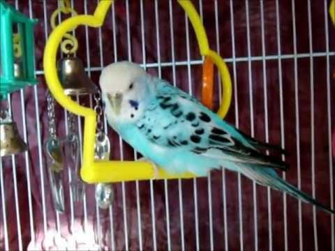 how to care budgies in winter