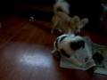 videos de Mucca en Mexx spelen