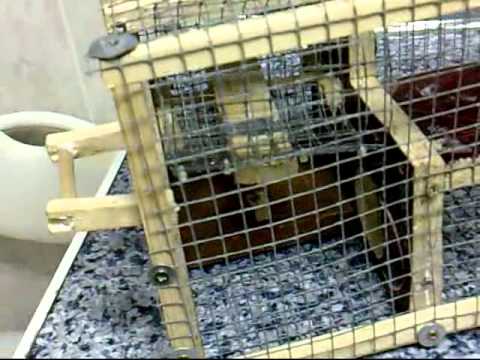 trampa para aves - TRAMPA PARA PAJAROS MULTICAPTURA
