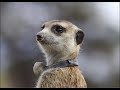 Meerkats | High School Never Ends