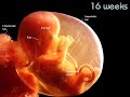 Pro-life Anti-Abortion Video: Development of the Unborn Baby