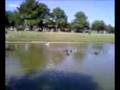 Fun at the duck pond