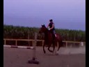 parcours 90 cm avec lavande