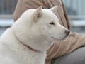 SoftBank.flv