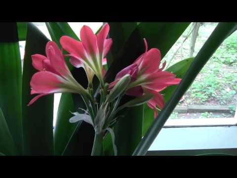 how to fertilize clivia