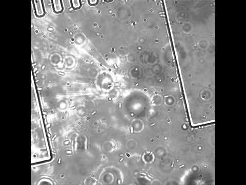 how to isolate serratia marcescens