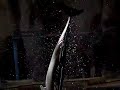 Dolphin show at 300fps pt. 2