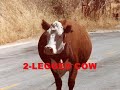 Unbelievable: Mutated and Deformed Animals Slide Show!