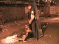 Preview video <strong>germanshepherd Chewy Vikar protection</strong>
