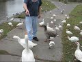 Feeding Geese