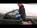 A Day Lobster Fishing Onboard The MV Debutante