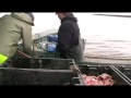 A Day Lobster Fishing Onboard The MV Debutante