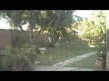 Our dog, the fruit picker
