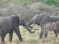 Elephants battling - lake manyara