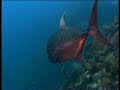 Australia MARINE WORLD (22)