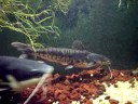 giant redtail catfish & tiger shovel nose 16 months old