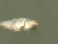 La data de 13 Oct 2007 un pescar norocos a prins un ciortan pe Timis in mijlocul orasului Lugoj. Lucru deosebit de important, intrucit crap nu a mai fost vazut in aceasta zona de zeci de ani.