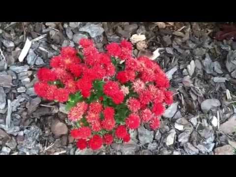 how to fertilize mums