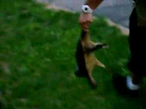 Snapping turtle rescue...