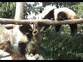 Pandas