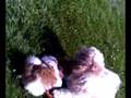 KINI&KOBY THE SHIH TZU SIBILINGS OUTSIDE AGAIN