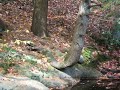 slide show from the october 08 hike in the glorious minnewaksa and mohonk preserves with my brother. we have witnessed many beautiful sights and sounds. nature is our medicine. soundtrack is from steve tibbets.