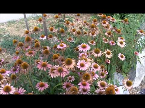 how to care for echinacea