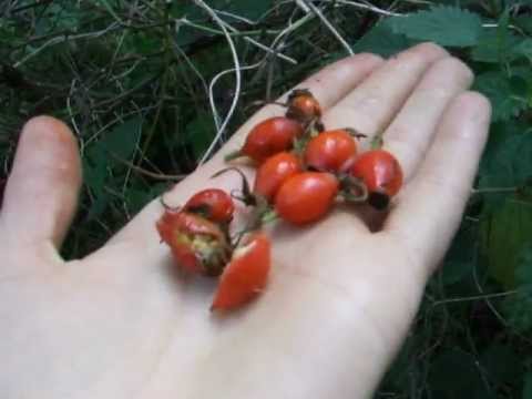 how to collect rose hips