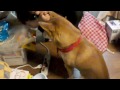 Click here to watch this video ツンデレ？ 悪魔の柴犬チビw