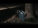 alex webshow exclussive skunkin\