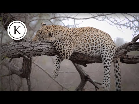 A Safari in Kruger National Park, South Africa