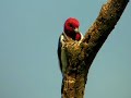 Red-Headed Woodpecker