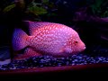 red texas cichlid