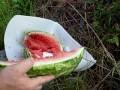 videos de Aftermath of a watermelon being shot by a 9mm hand gun.