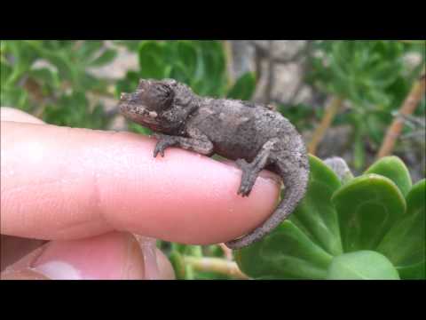 YouTube reptile video