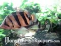 When Loaches Attack by R1_Ridah - MonsterfishKeepers