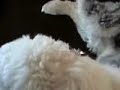 Jasper the Sheepdog Romping on Couches