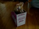 skc | SS kitten