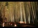 Hanatoro in Arashiyama 2007 Hanatoro in Arashiyama 2007