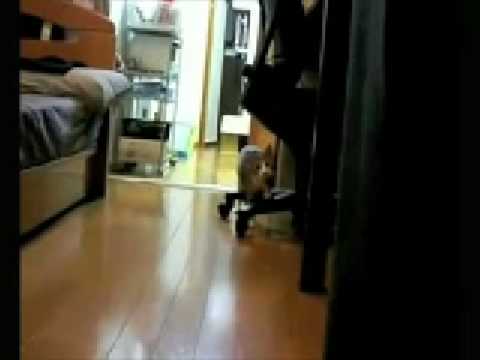 rudetube stealth cat lol !!