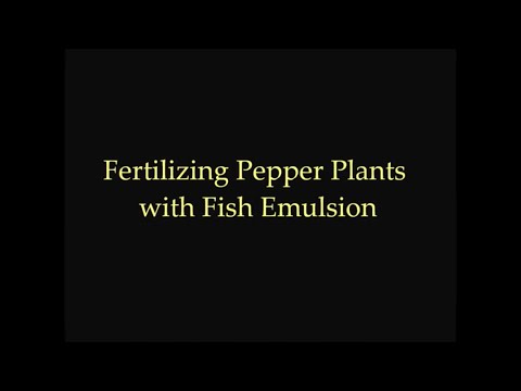 how to fertilize chilli plants