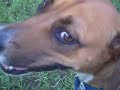 Meet Summer-- a great walking companion for any time of year