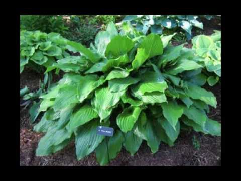 how to care for empress wu hosta