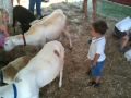 Alex @ petting zoo