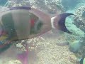 Waikiki Aquarium, Pt.
