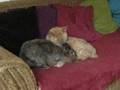 knuffelende kat en konijn